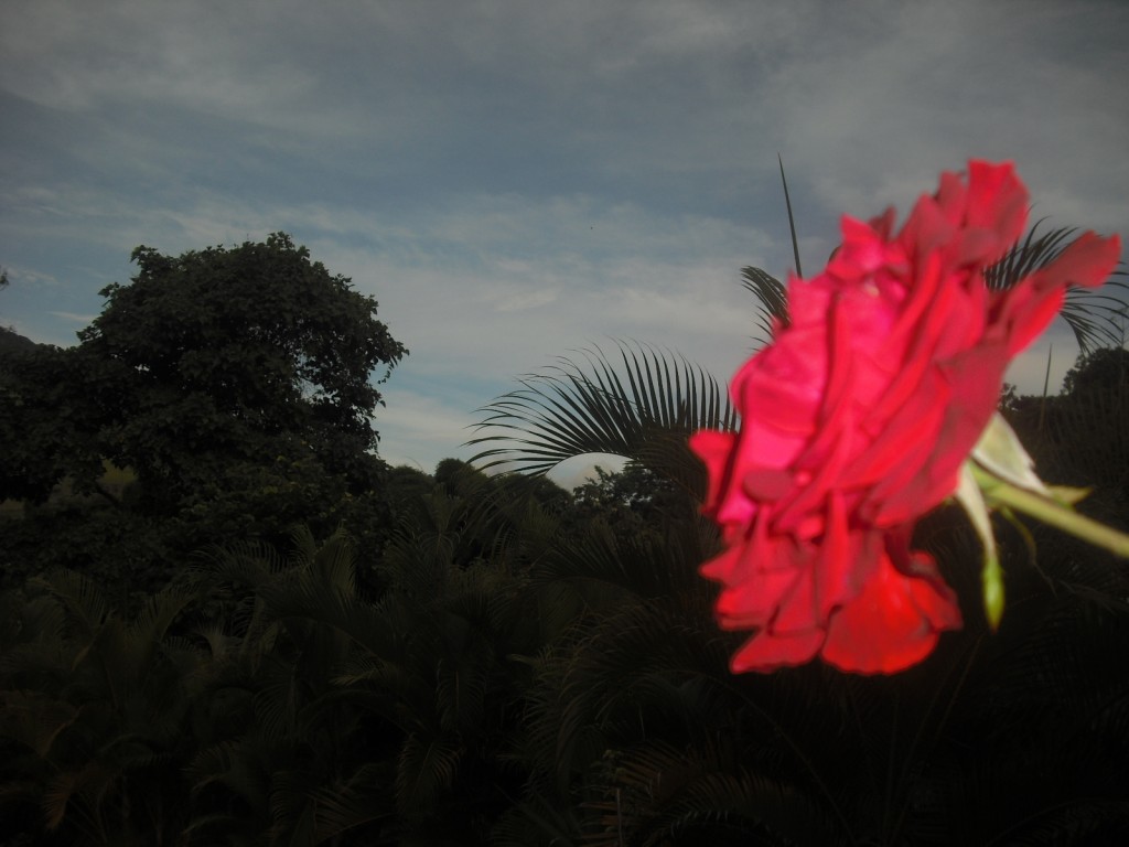 Foto: Rosa al Anochecer - Güiripa (Aragua), Venezuela