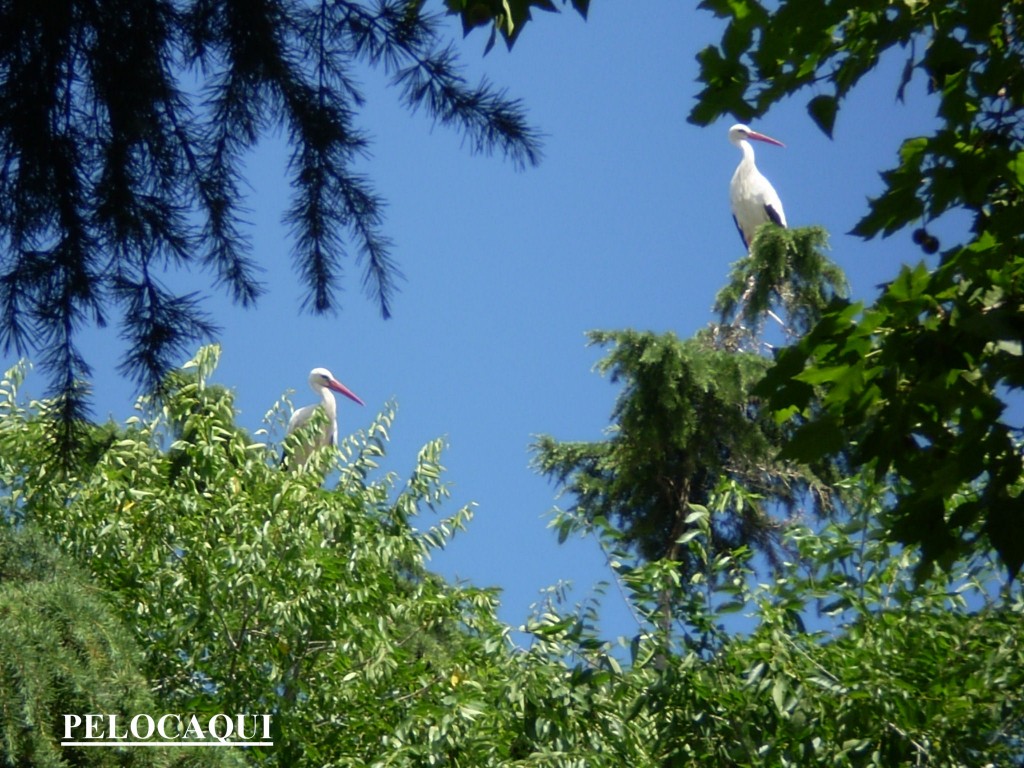 Foto: PELOCAQUI - Palma  Del  Rio (Córdoba), España