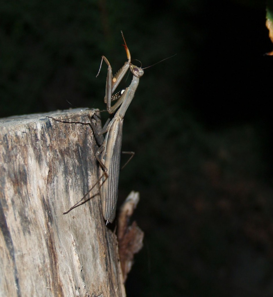 Foto: Amantis religiosa - Atarfe (Granada), España