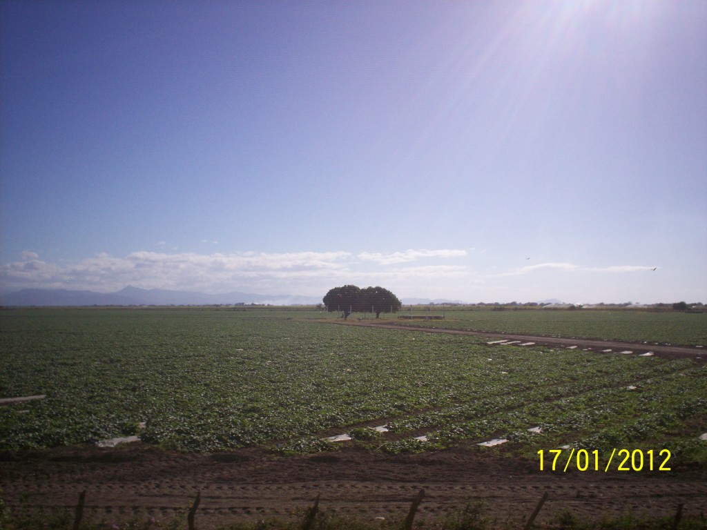 Foto: Cultivo de Melones - Choluteca, Honduras