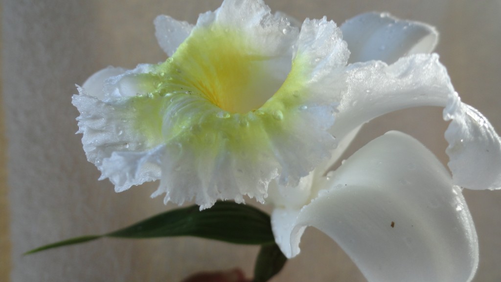 Foto: Orquidea - Shell (Pastaza), Ecuador