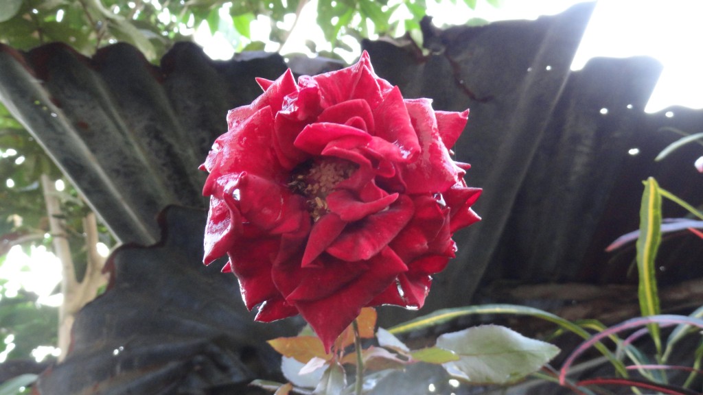 Foto: Rosa roja - Shell (Pastaza), Ecuador