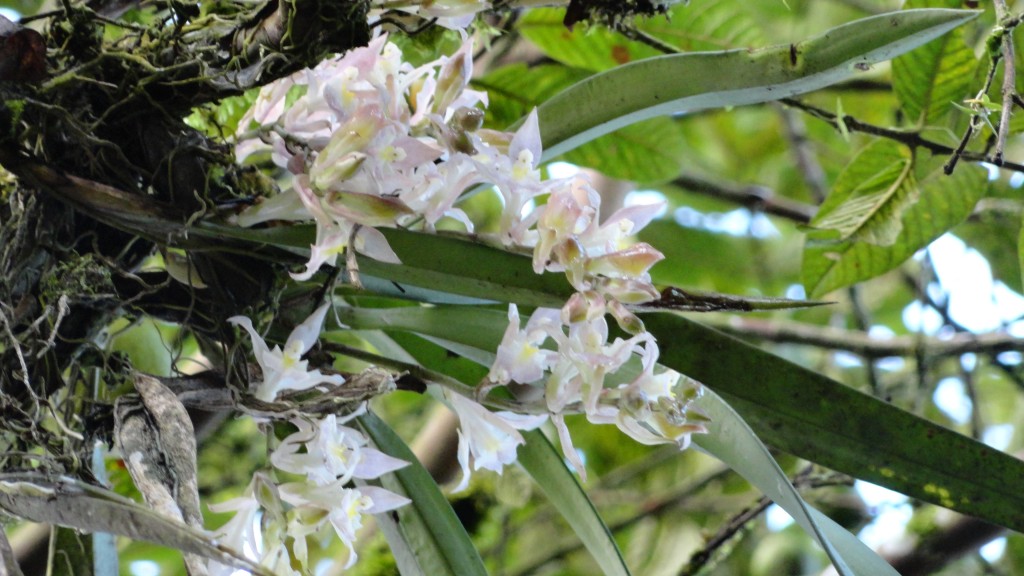 Foto: Orquídea - Shell (Pastaza), Ecuador