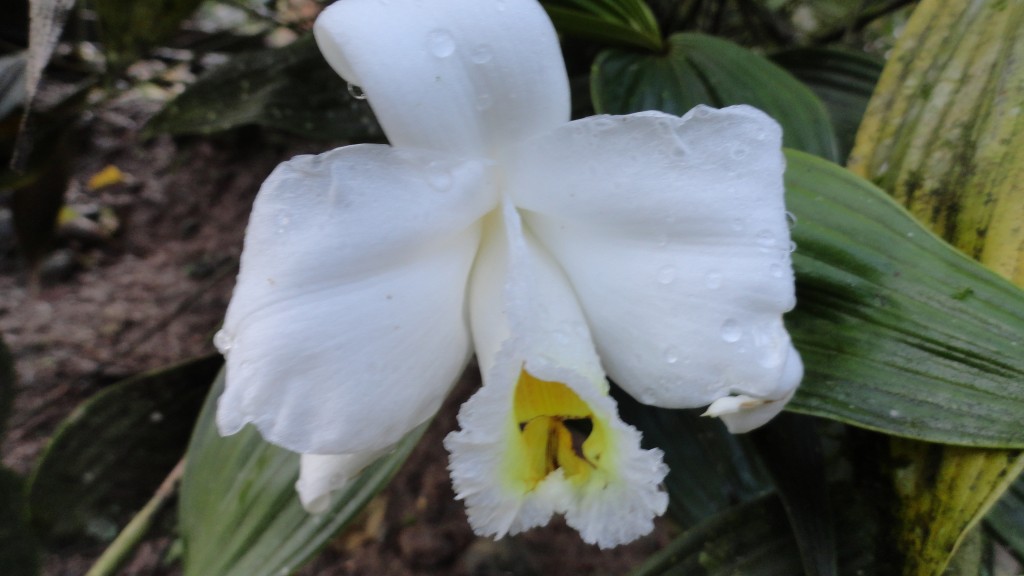 Foto: Orquídea - Shell (Pastaza), Ecuador