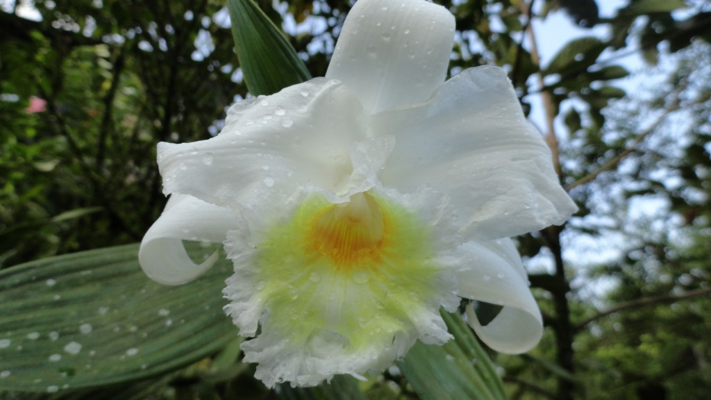 Foto: Orquídea - Shell (Pastaza), Ecuador