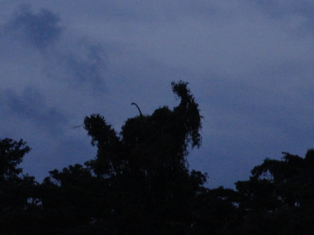 Foto: King Kong - Shell (Pastaza), Ecuador