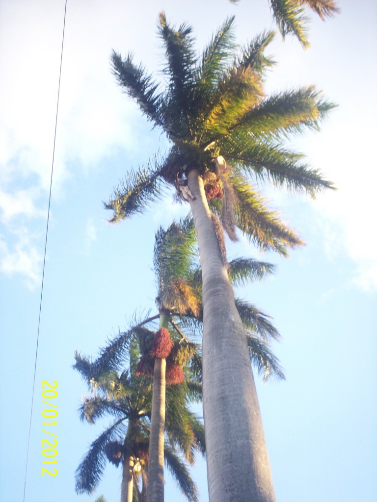 Foto: ATARDECER - Alajuela, Costa Rica