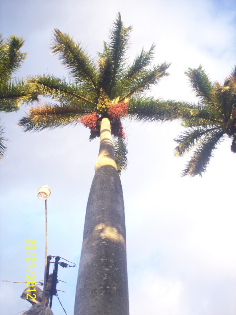 Foto: ATARDECER - Alajuela, Costa Rica