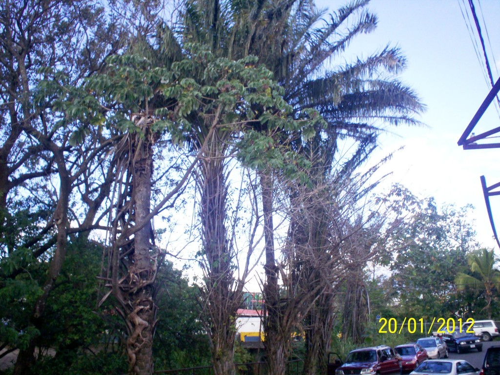Foto: ATARDECER - Alajuela, Costa Rica