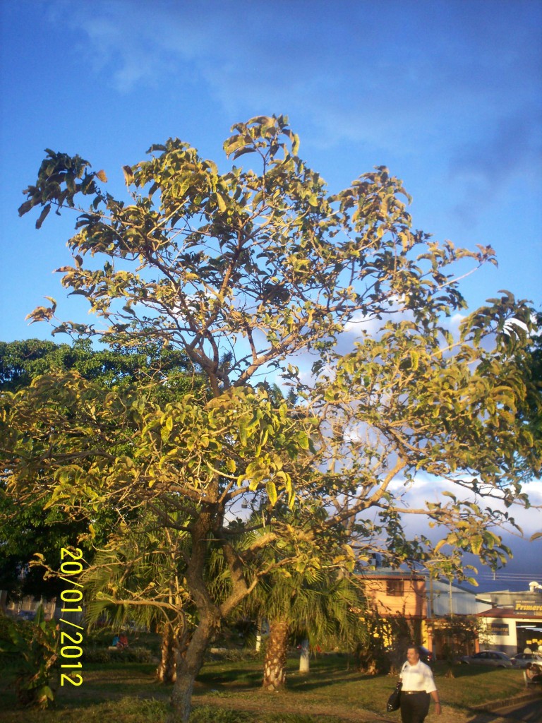 Foto: ATARDECER - Alajuela, Costa Rica