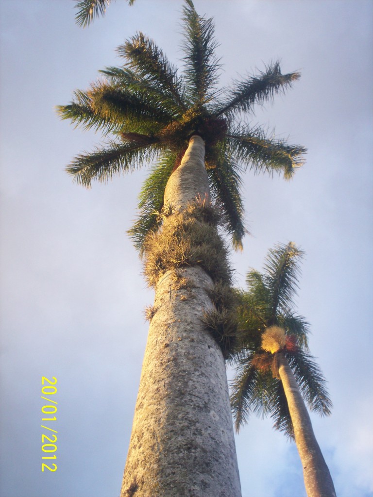 Foto: ATARDECER - Alajuela, Costa Rica