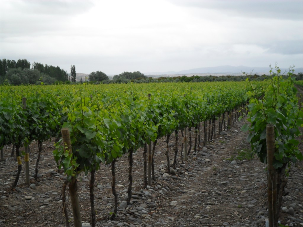 Foto: Codigua - Melipilla (Región Metropolitana), Chile