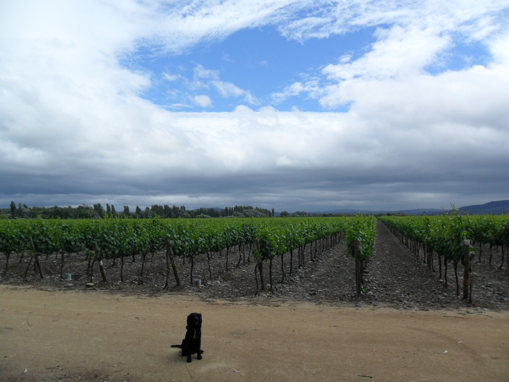 Foto: Codigua - Melipilla (Región Metropolitana), Chile