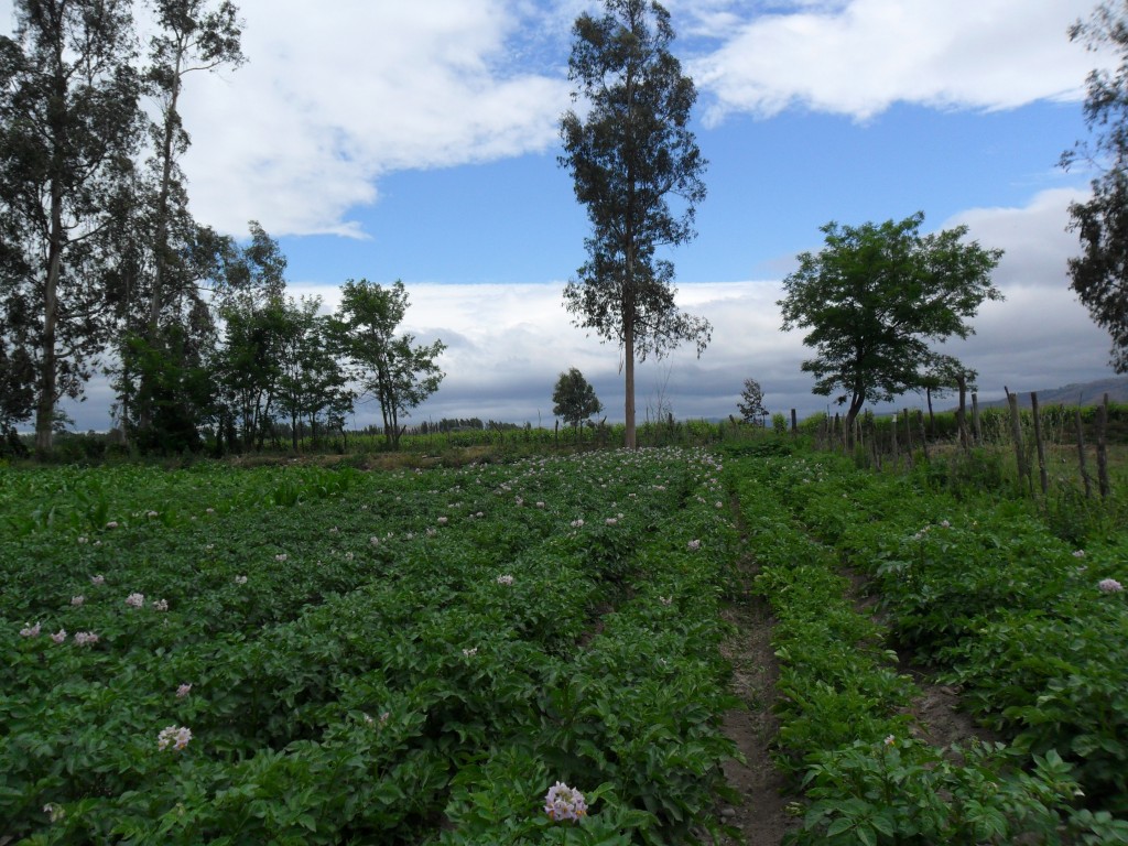 Foto: Codigua - Melipilla (Región Metropolitana), Chile