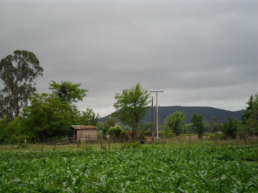 Foto: Codigua - Melipilla (Región Metropolitana), Chile