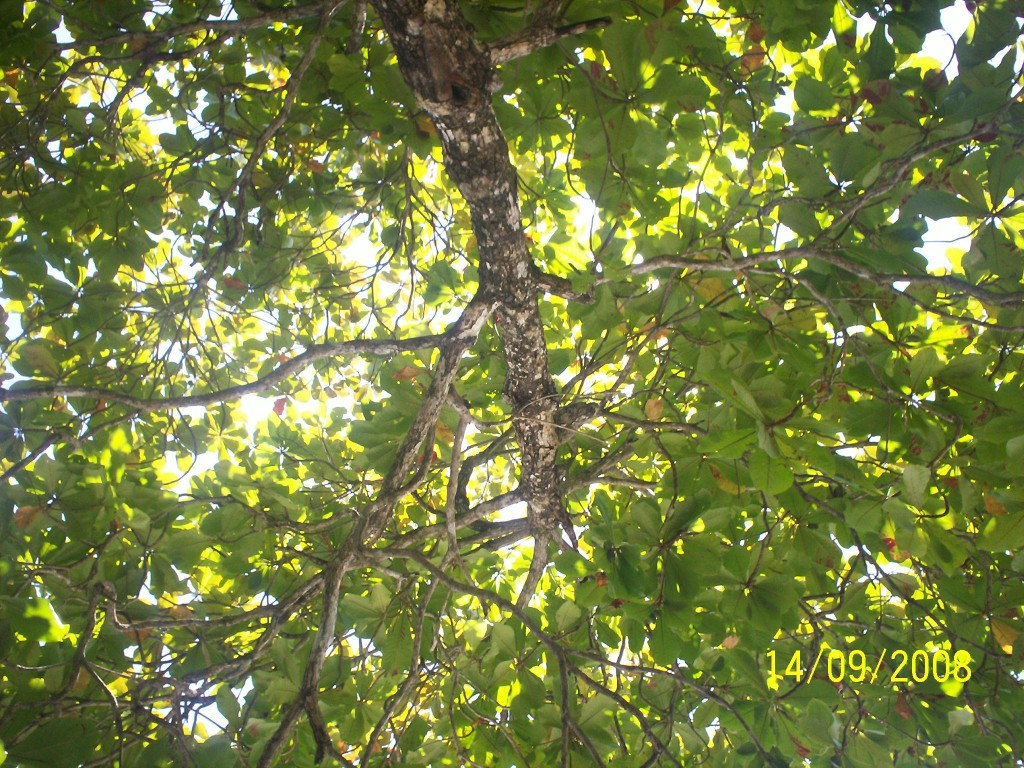 Foto de Manuel Antonio (Puntarenas), Costa Rica