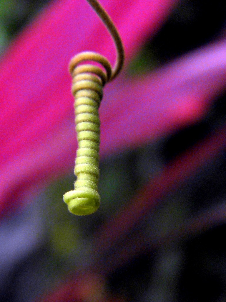 Foto de Bahia Ballena (Puntarenas), Costa Rica