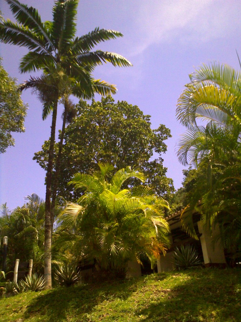 Foto: Palmeras en Campamento La Cocuiza - Güiripa (Aragua), Venezuela
