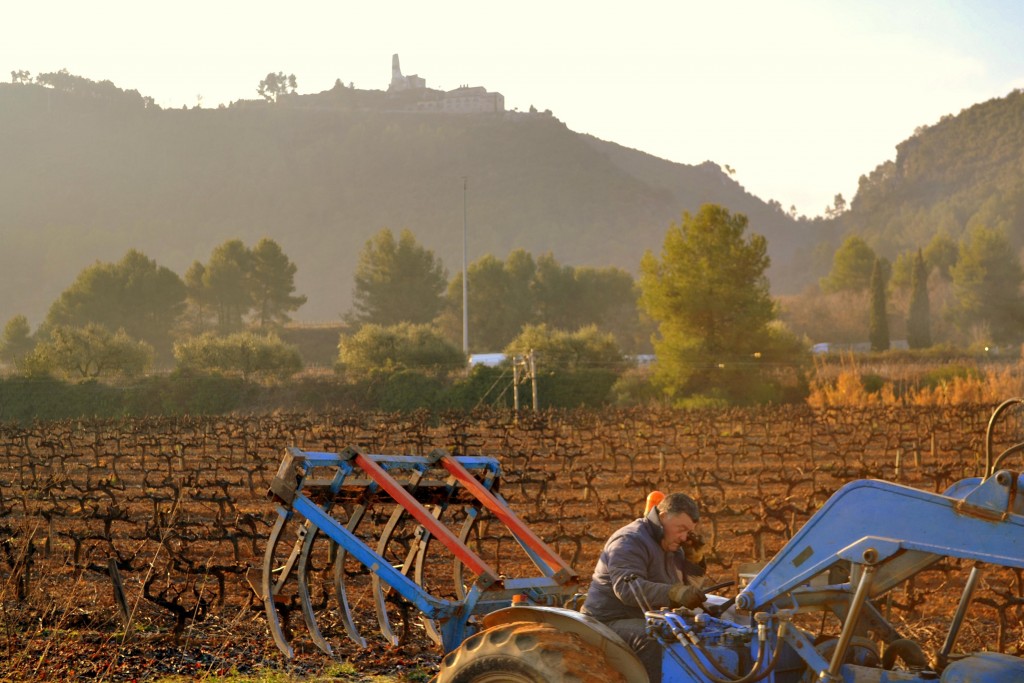Foto: Recogiendo sarmientos - Subirats (Barcelona), España