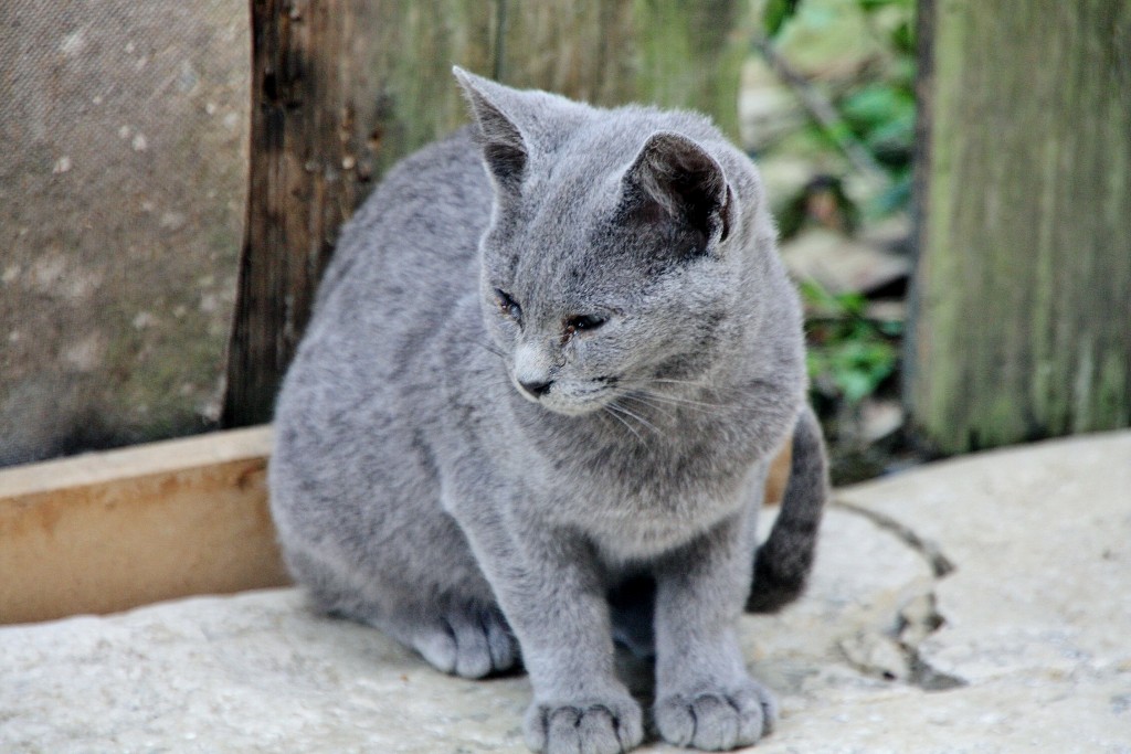 Foto: Gatito - Erice (Sicily), Italia