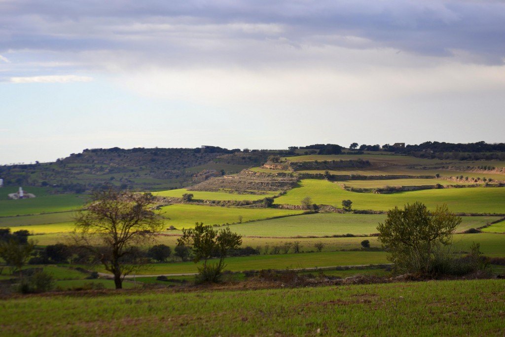 Foto: Campos de cereal, la Segarra. - Guissona (Lleida), España