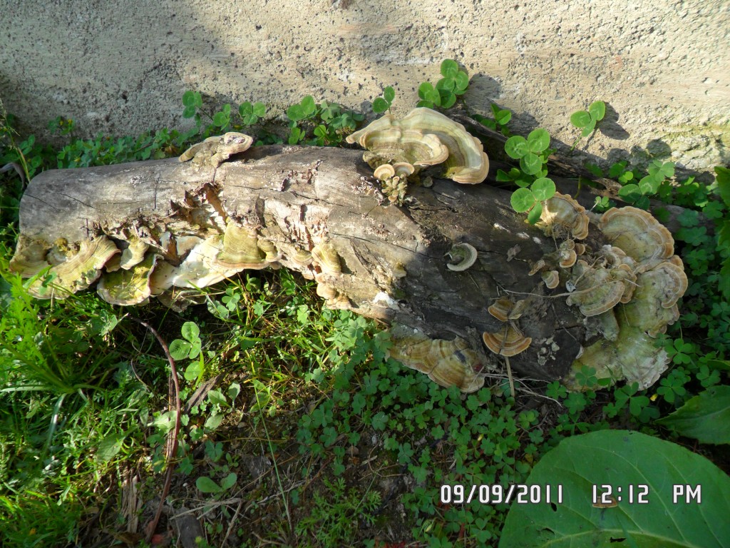 Foto de Chachapoyas (Amazonas), Perú