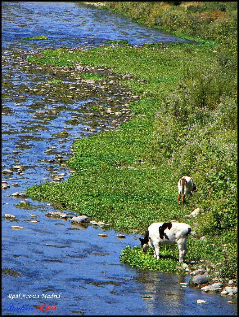Foto de El Monte (Región Metropolitana), Chile