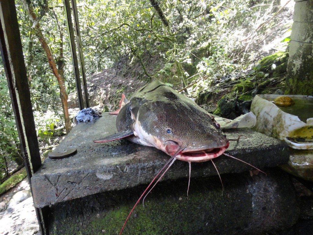 Foto: Bagre - Shell (Pastaza), Ecuador