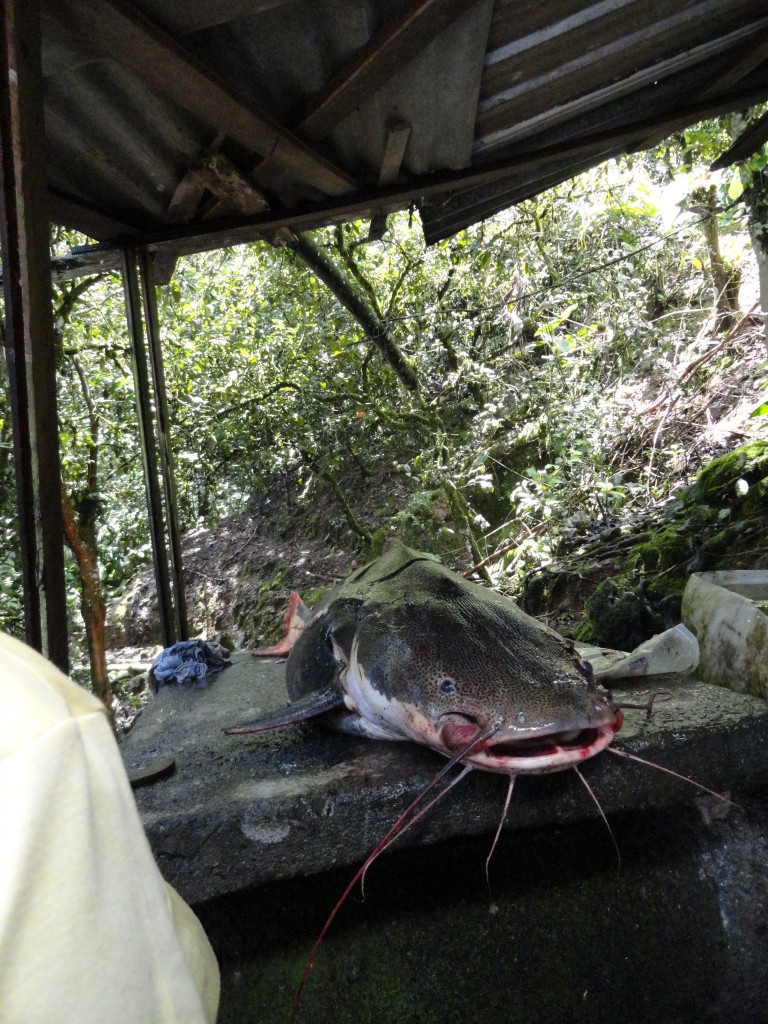 Foto: bagre - Shell (Pastaza), Ecuador