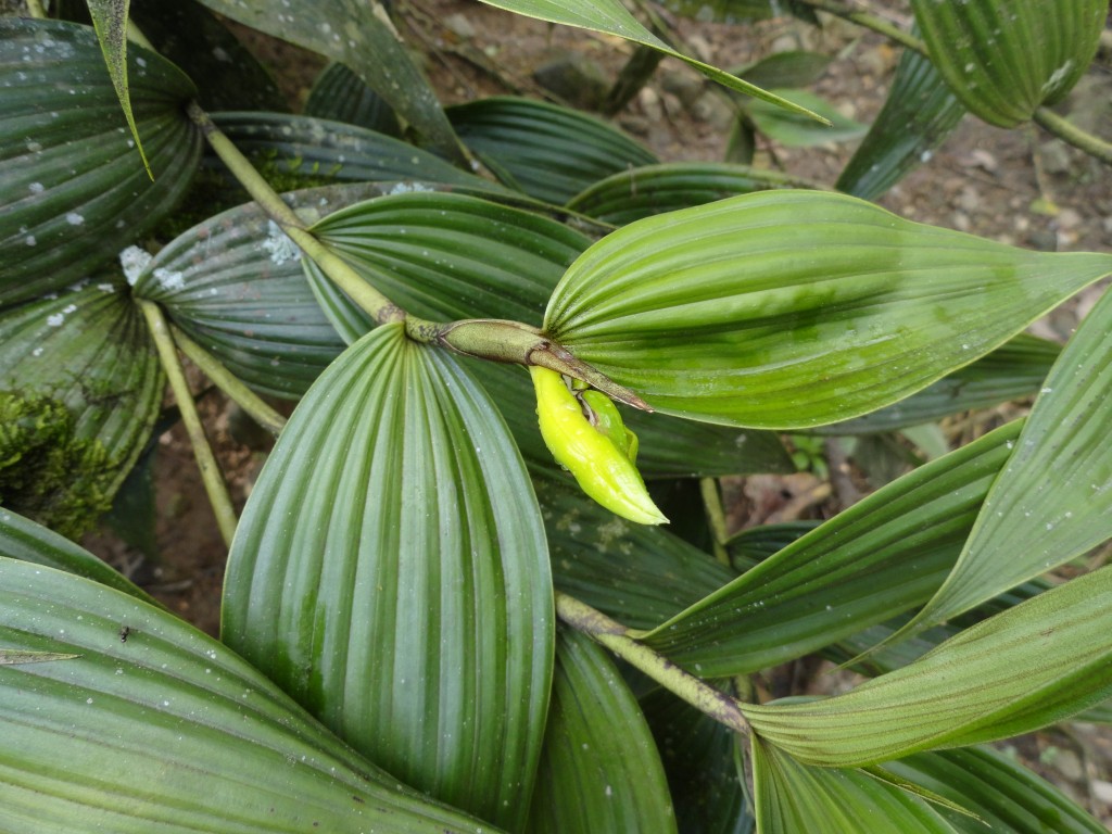 Foto: Orquídea - Shell (Pastaza), Ecuador