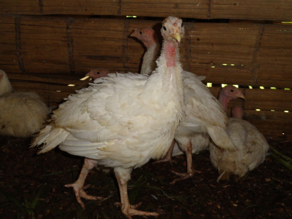 Foto: Pavo - Shell (Pastaza), Ecuador