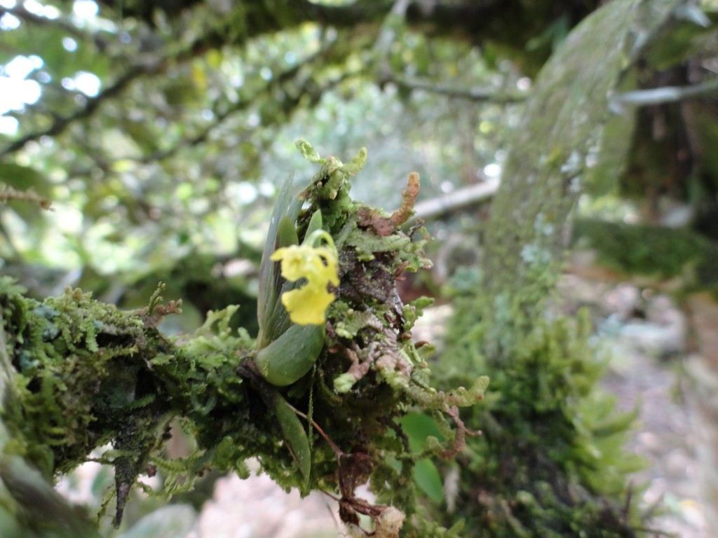 Foto: Orquídea - Shell (Pastaza), Ecuador