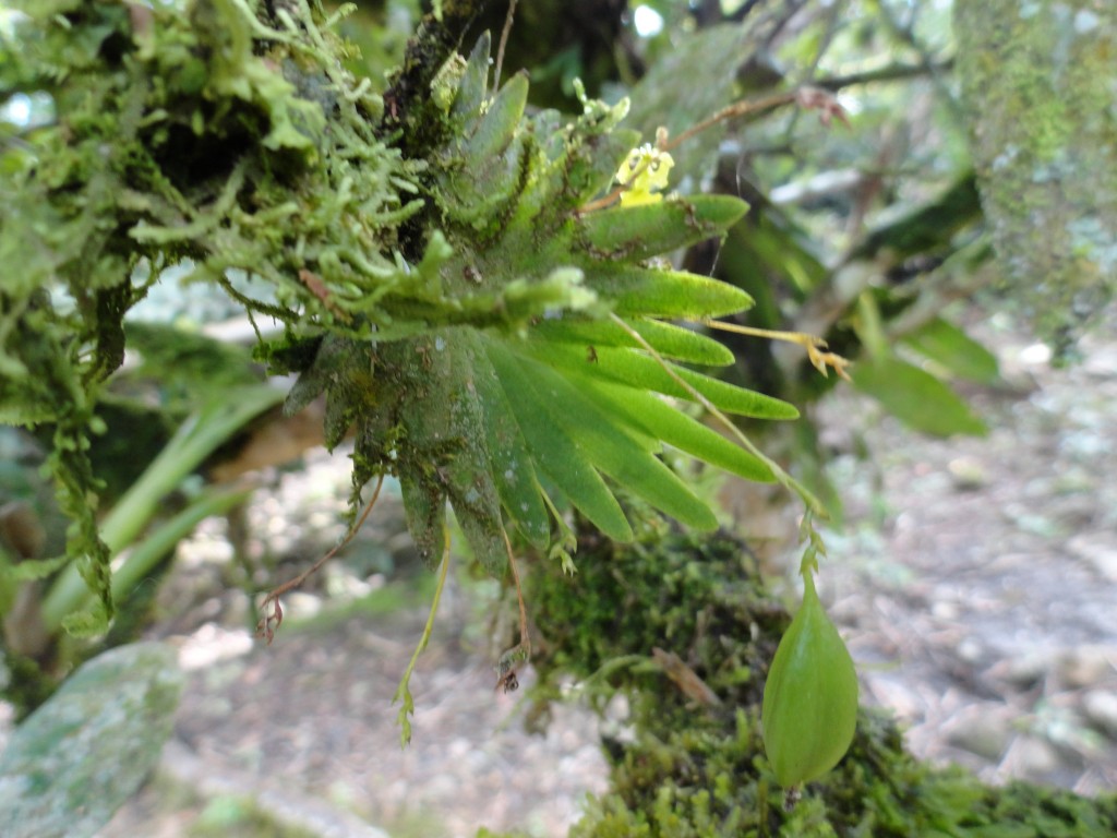 Foto: Orquídea - Shell (Pastaza), Ecuador