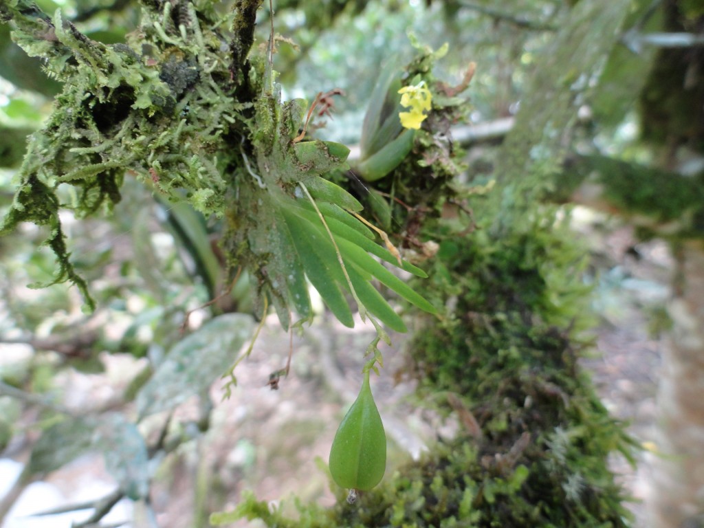 Foto: Orquídea - Shell (Pastaza), Ecuador