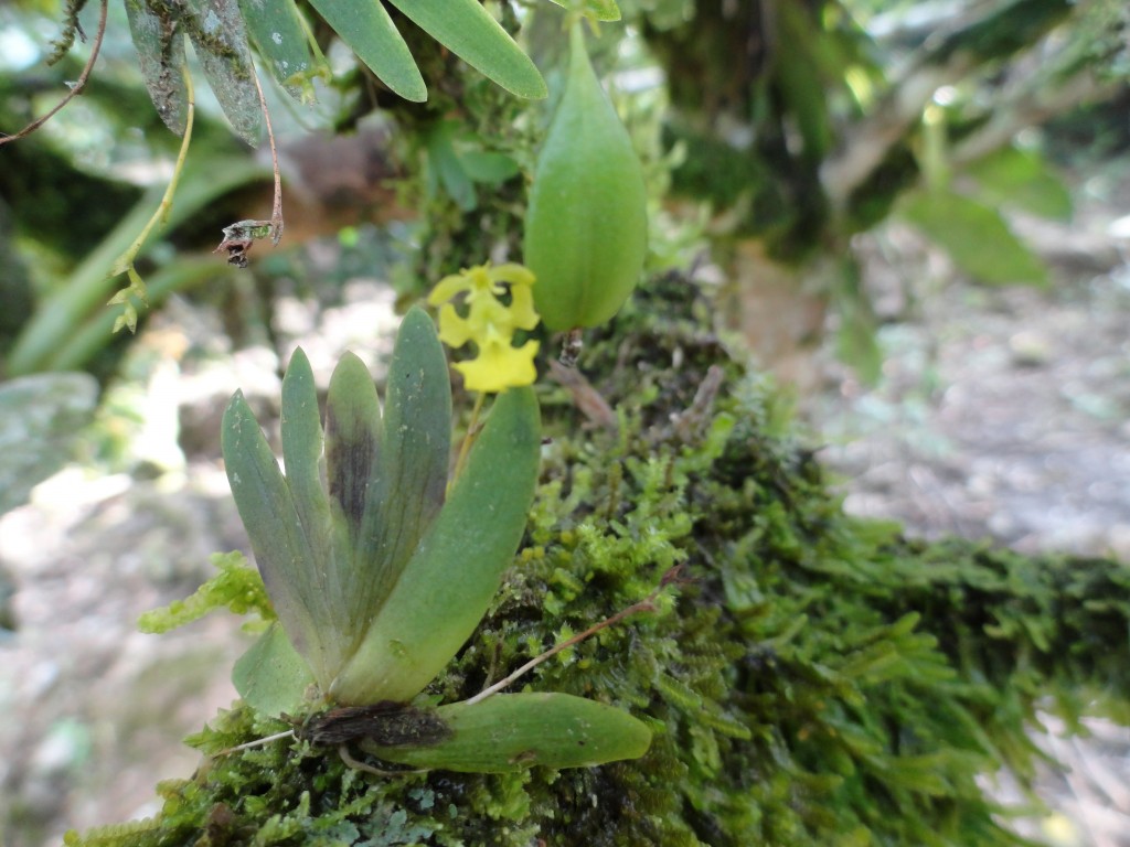 Foto: Orquidea - Shell (Pastaza), Ecuador