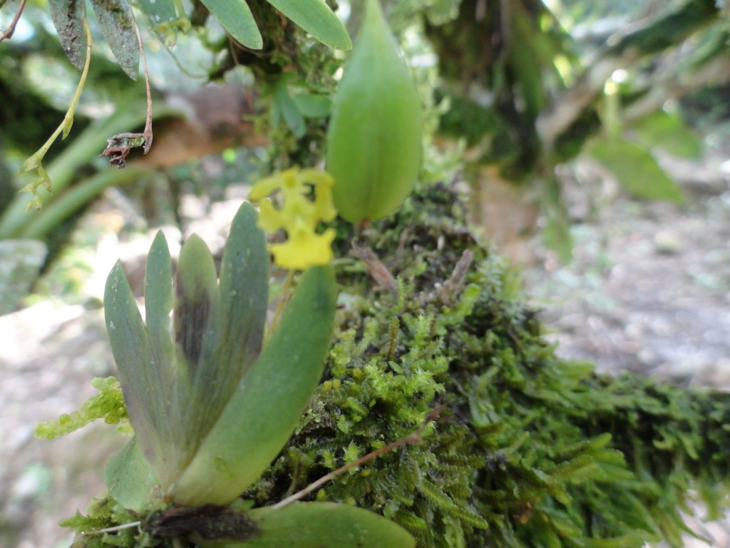 Foto: Orquídea - Shell (Pastaza), Ecuador
