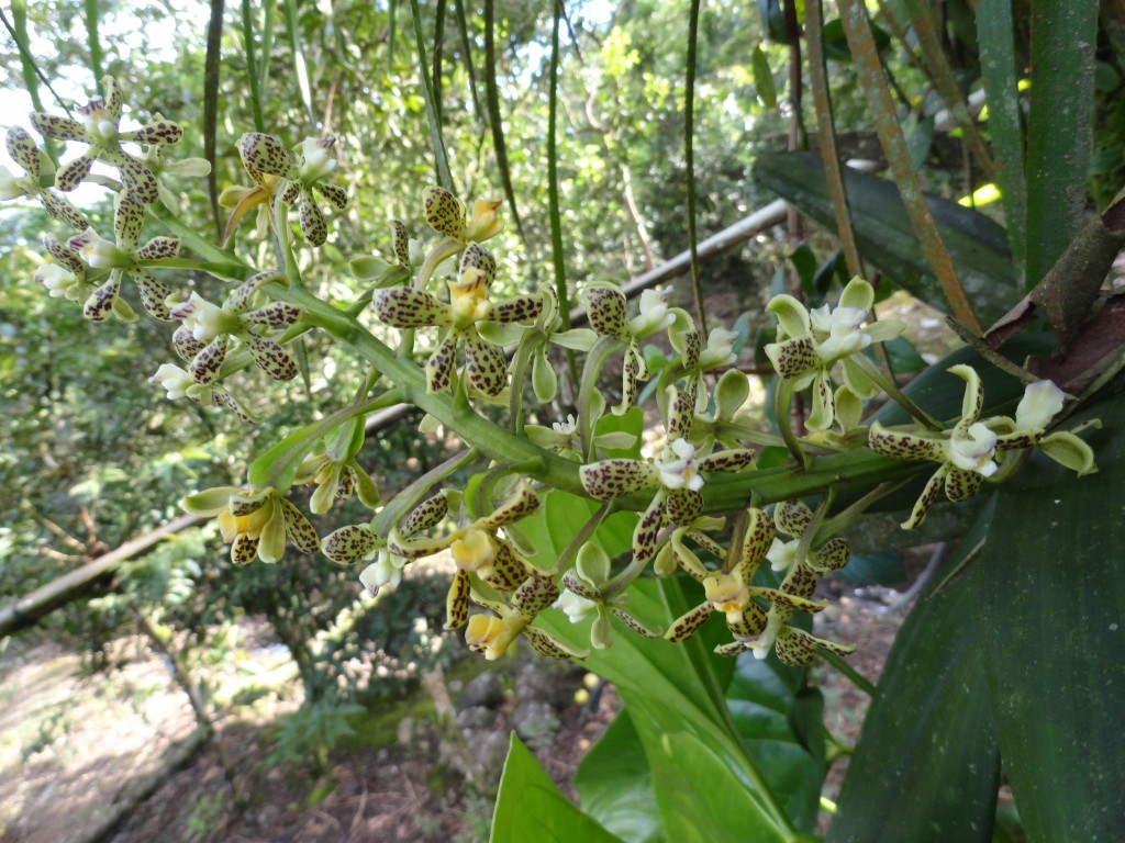 Foto: Orquídea - Shell (Pastaza), Ecuador