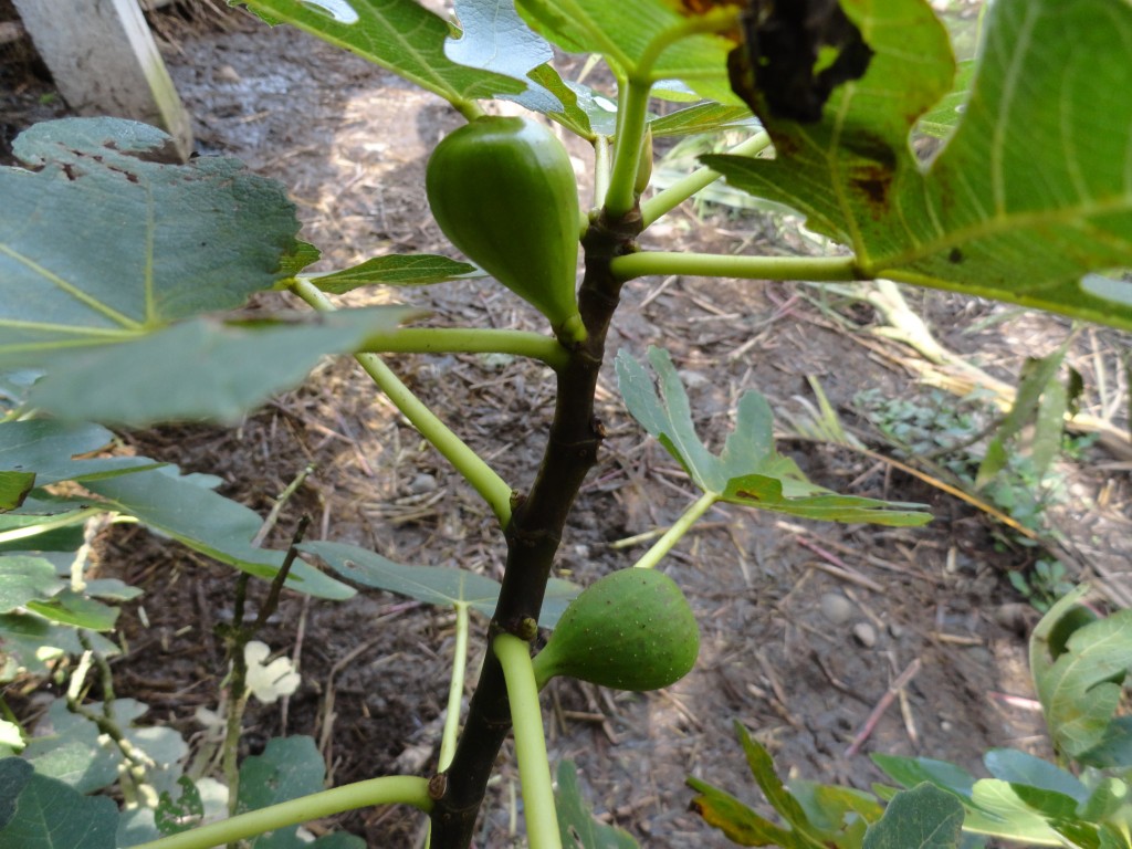 Foto: Higos - Shell (Pastaza), Ecuador