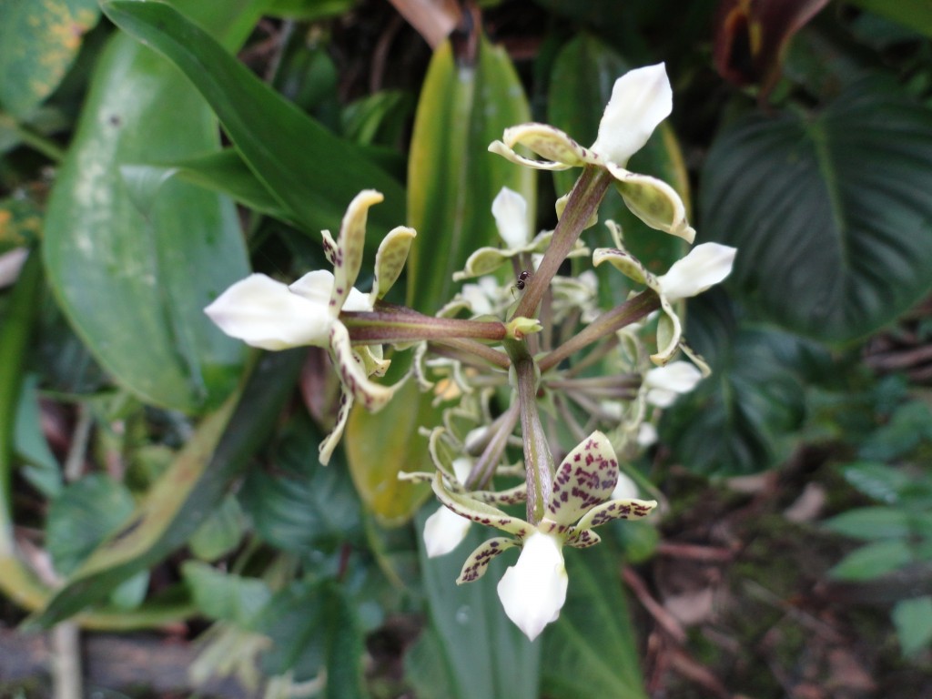 Foto: Orquídea - Shell (Pastaza), Ecuador
