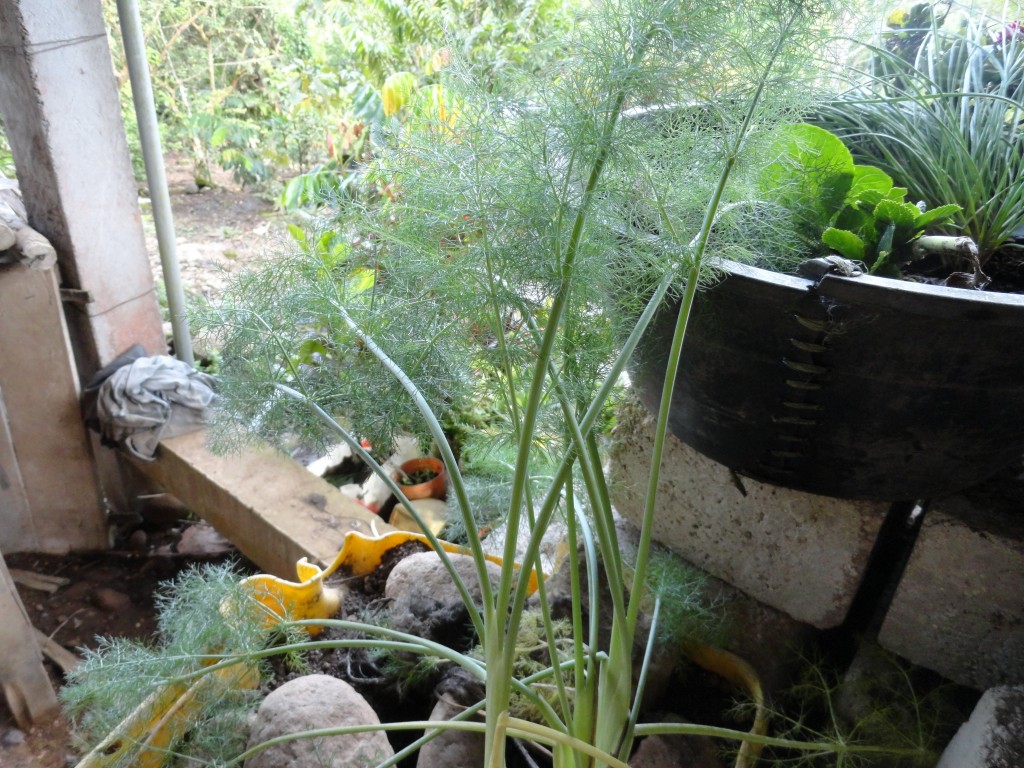 Foto: Planta ornamenta - Shell (Pastaza), Ecuador
