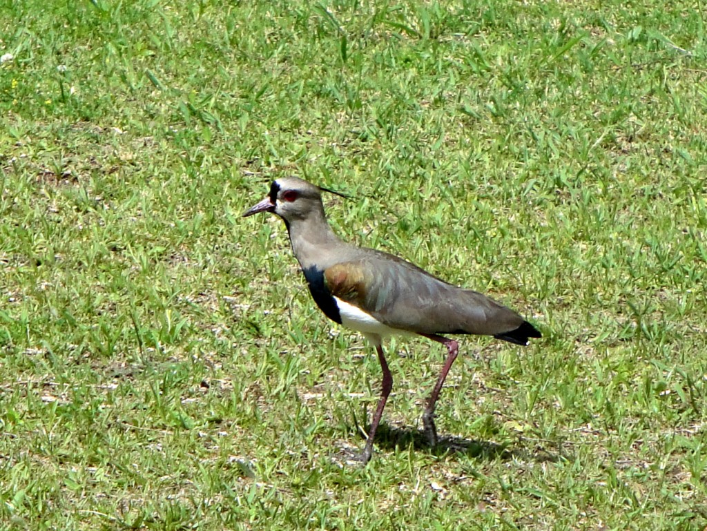 Foto: O passarinho - Curitiba (Paraná), Brasil