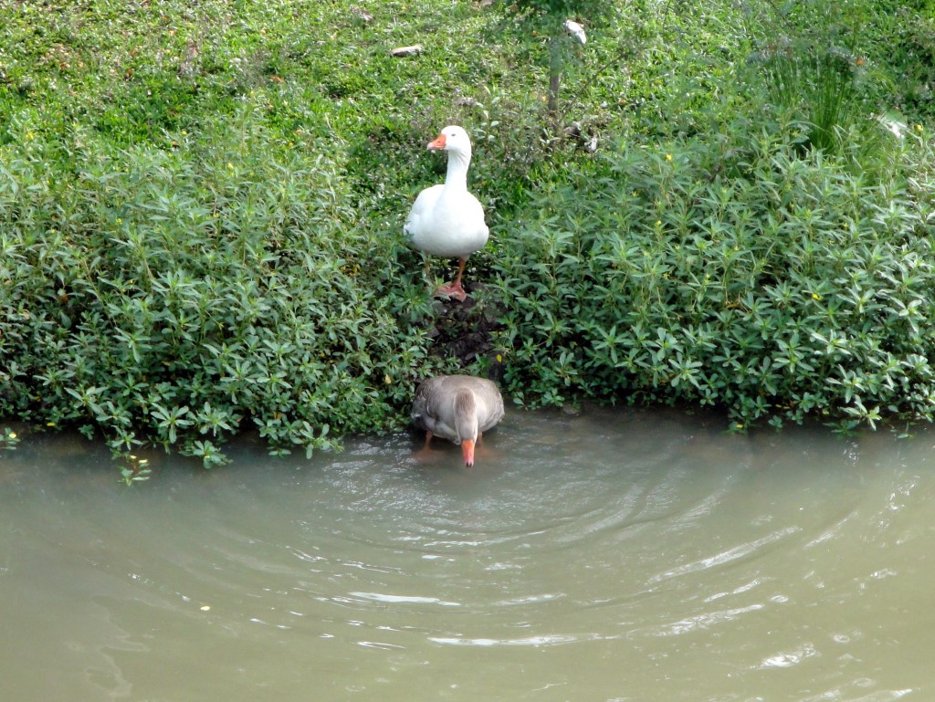 Foto: Jardim Botânico - Curitiba (Paraná), Brasil