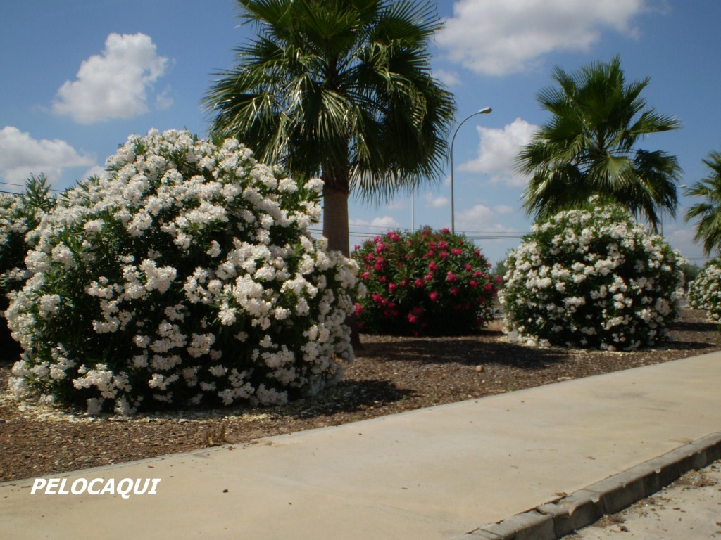 Foto de Palma Del Rio (Córdoba), España