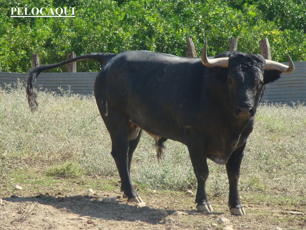 Foto de Palma Del Rio (Córdoba), España