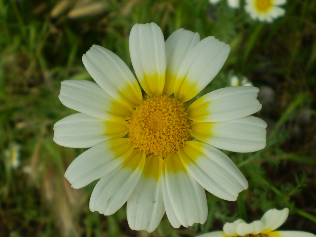 Foto de Palma Del Rio (Córdoba), España
