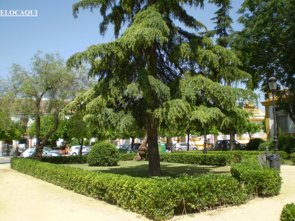 Foto de Palma Del Rio (Córdoba), España