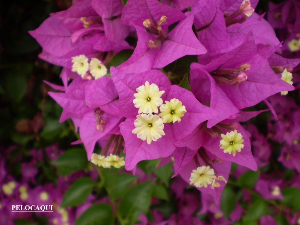 Foto de Palma Del Rio (Córdoba), España