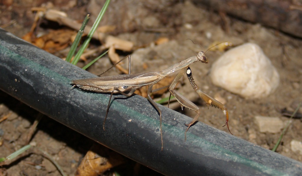 Foto: Amantis nocturna - Atarfe (Granada), España