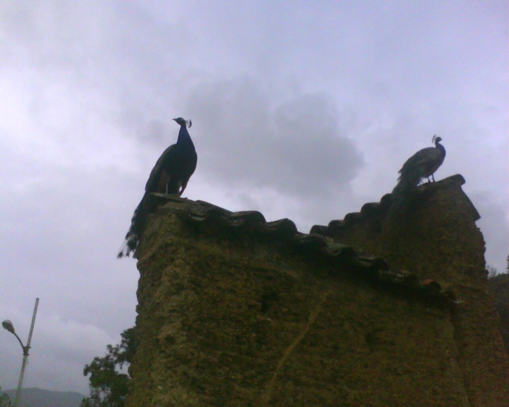 Foto: PAVO REAL DE CARACHE - Carache (Trujillo), Venezuela