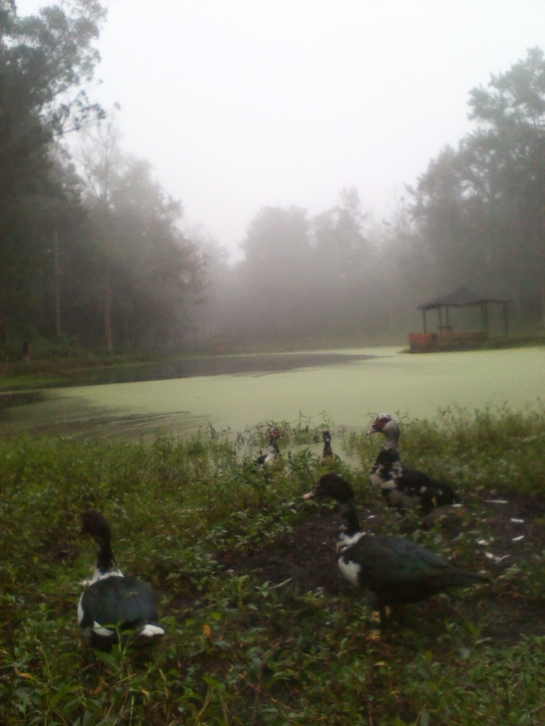 Foto: PATOS DE PARQUE DE LA LOMA - Carache (Trujillo), Venezuela